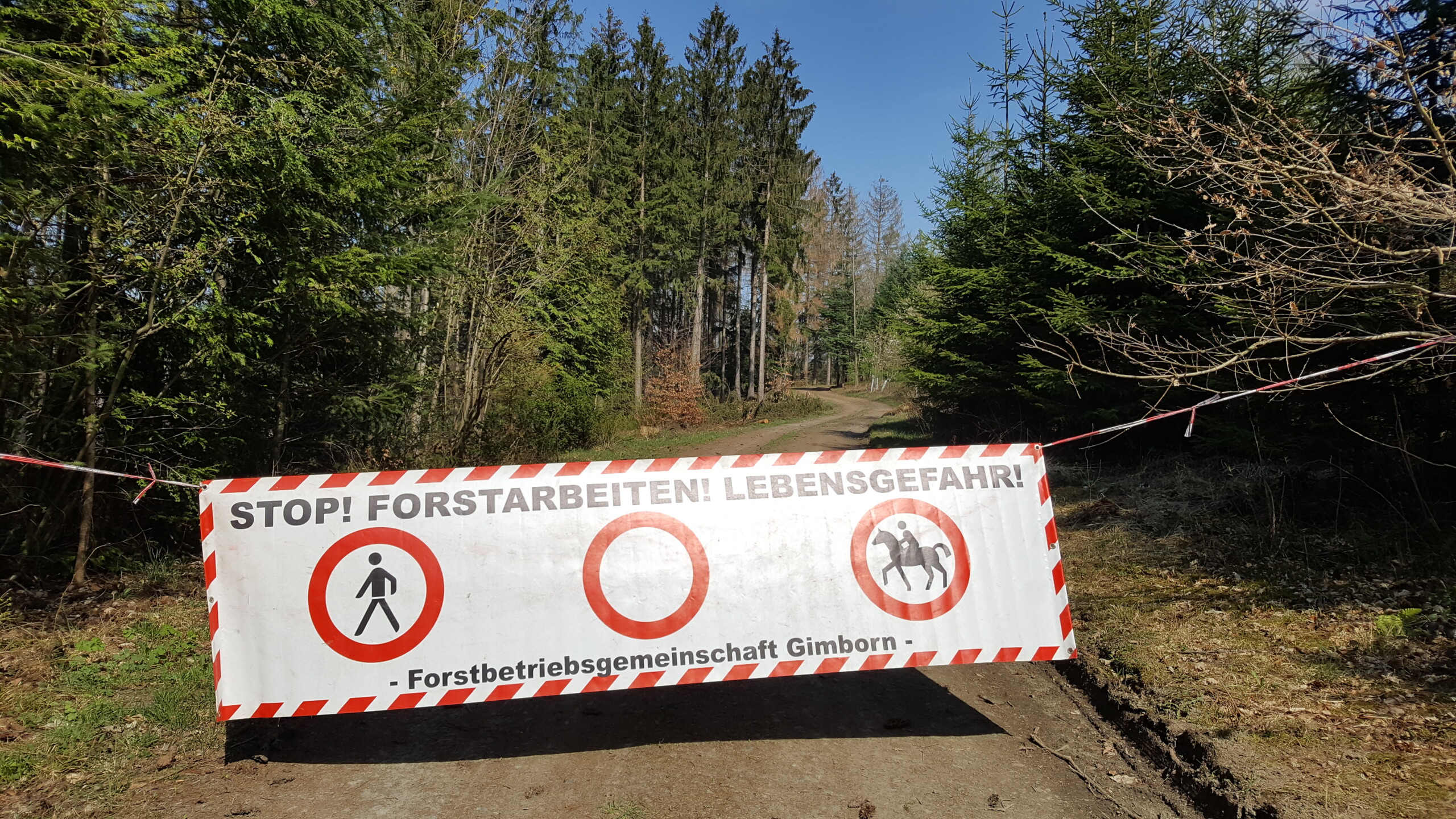 BorkenkäferplageBild8