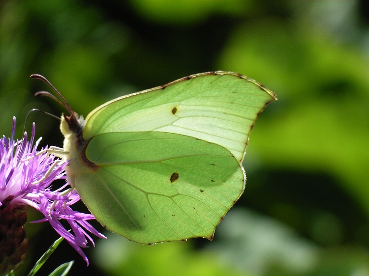Zitronenfalter im Rengsetal