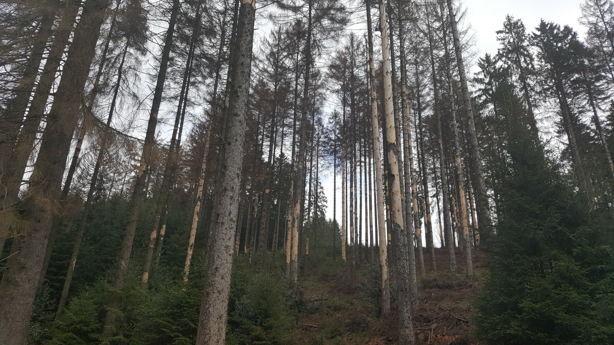 BorkenkäferplageBild2